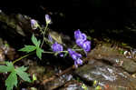 Southern blue monkshood <BR>Monkshood